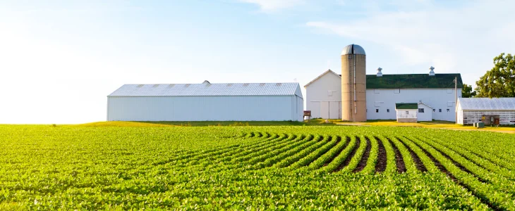 A panoramic view of a green field with curved rows of crops in the foreground
